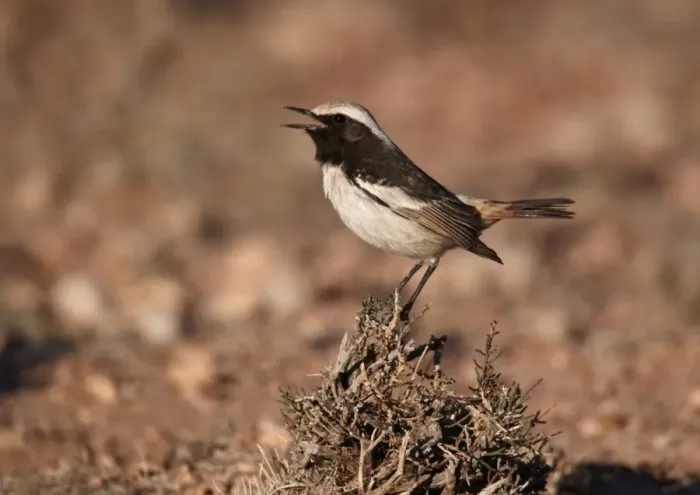 Framed Print : Red-rumped Wheatear (Oenanthe moesta) adult male, singing, perched on bush, Boulmane Dades, Morocco, february Framed Print : Red-rumped Wheatear (Oenanthe moesta) adult male, singing, perched on bush, Boulmane Dades, Morocco, february