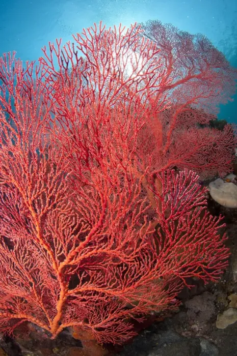 Framed Print : Red Sea-fan (Melithaea sp. ) on reef, Caldera, Komba Island, Lesser Sunda Islands, Indonesia Framed Print : Red Sea-fan (Melithaea sp. ) on reef, Caldera, Komba Island, Lesser Sunda Islands, Indonesia