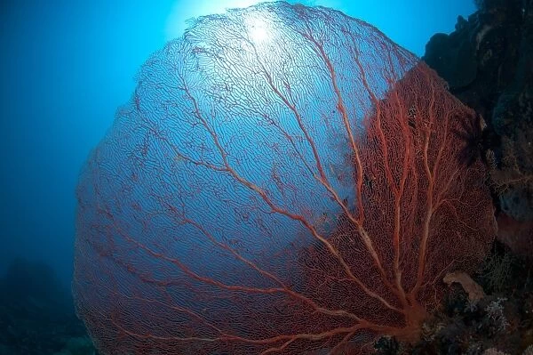 Red Sea-fan (Subergorgia mollis) on reef, Komba Island, Lesser Sunda Islands, Indonesia