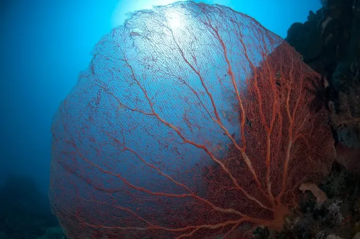 Framed Print : Red Sea-fan (Subergorgia mollis) on reef, Komba Island, Lesser Sunda Islands, Indonesia