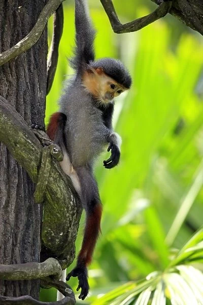 Red-shanked Douc Langur (Pygathrix nemaeus) young, sitting on vine in tree (captive)