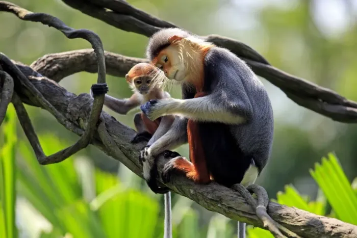 Framed Print : Red-shanked Douc Langur (Pygathrix nemaeus) adult female with young, sitting on branch (captive)
