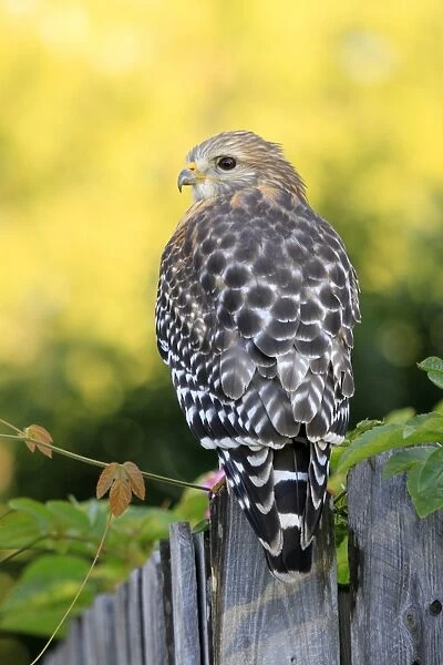 Red-shouldered Hawk (Buteo lineatus) adult, hunting from fence, Florida, U. S. A