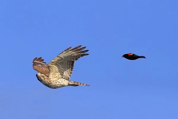Red-shouldered Hawk (Buteo lineatus) juvenile, in flight, being mobbed by Red-winged Blackbird (Agelaius phoeniceus)