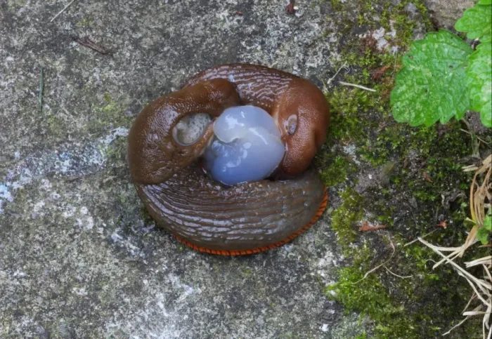Framed Print : Red Slug (Arion ater rufus) adult pair, mating, Norfolk, England, september Framed Print : Red Slug (Arion ater rufus) adult pair, mating, Norfolk, England, september