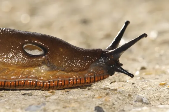 Framed Print : Red Slug (Arion rufus) adult, close-up of head showing pneumostome (breathing hole), crossing concrete roadway