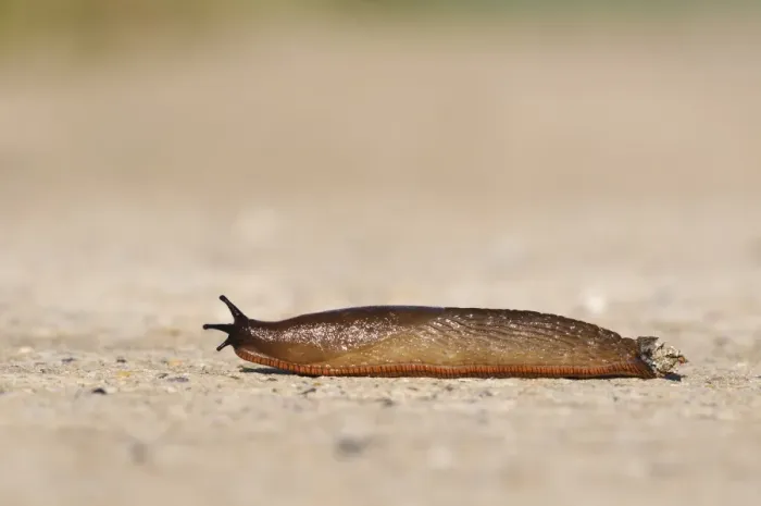 Framed Print : Red Slug (Arion rufus) adult, crossing concrete roadway, Crossness Nature Reserve, Bexley, Kent, England, September Framed Print : Red Slug (Arion rufus) adult, crossing concrete roadway, Crossness Nature Reserve, Bexley, Kent, England, September
