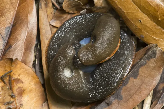 Framed Print : Red Slug (Arion rufus) adult pair, mating amongst fallen leaves, Sheffield, South Yorkshire, England, August Framed Print : Red Slug (Arion rufus) adult pair, mating amongst fallen leaves, Sheffield, South Yorkshire, England, August