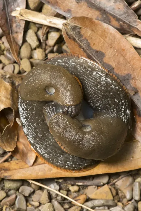 Framed Print : Red Slug (Arion rufus) adult pair, mating amongst fallen leaves, Sheffield, South Yorkshire, England, August Framed Print : Red Slug (Arion rufus) adult pair, mating amongst fallen leaves, Sheffield, South Yorkshire, England, August