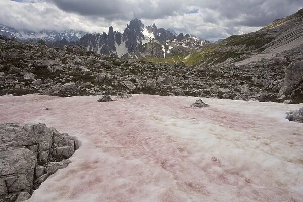 Red Snow or Watermelon Snow, caused by Flagellate Alga (Chlamydomonas nivalis), Tre Cime, Dolomites, Italian Alps