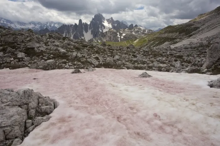 Framed Print : Red Snow or Watermelon Snow, caused by Flagellate Alga (Chlamydomonas nivalis), Tre Cime, Dolomites, Italian Alps Framed Print : Red Snow or Watermelon Snow, caused by Flagellate Alga (Chlamydomonas nivalis), Tre Cime, Dolomites, Italian Alps
