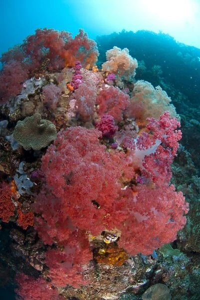 Red soft coral in reef habitat, Lembeh Straits, Sulawesi, Sunda Islands, Indonesia