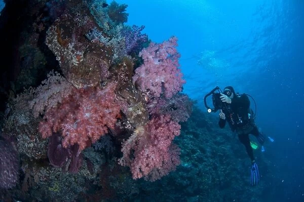 Red Soft Glomerate Tree Coral (Dendronephthya sp. ) on reef, diver with light and camera, Kadola Island, Penyu Islands