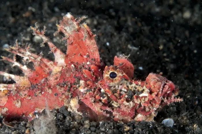 Framed Print : Red Spiny Devilfish (Inimicus didactylus) adult, buried in black sand with spines erect, Lembeh Straits, Sulawesi