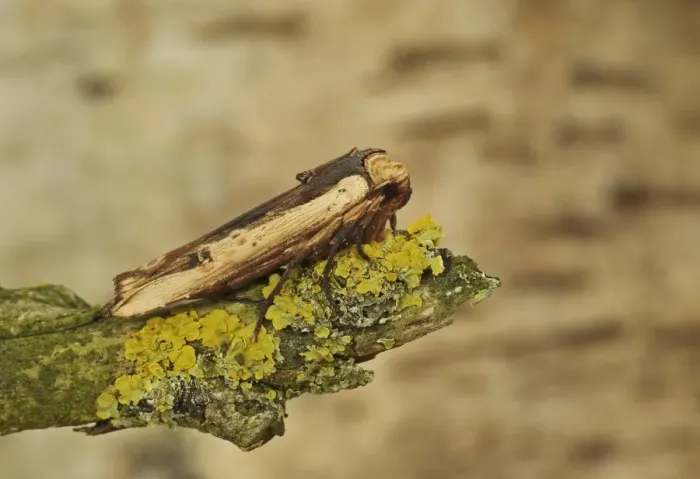 Framed Print : Red Sword-grass Moth (Xylena vetusta) adult, resting on lichen covered twig, Norfolk, England, April Framed Print : Red Sword-grass Moth (Xylena vetusta) adult, resting on lichen covered twig, Norfolk, England, April