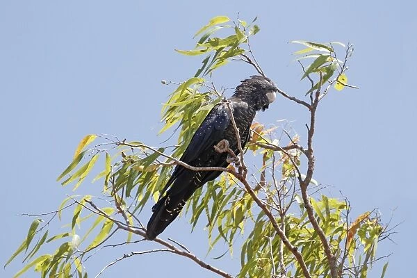 Red-tailed Black-cockatoo (Calyptorhynchus banksii) adult female, perched in eucalyptus tree, Uluru-Kata Tjuta N. P