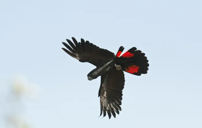 Framed Print : Red-tailed Black-cockatoo (Calyptorhynchus banksii) adult, in flight, Queensland, Australia Framed Print : Red-tailed Black-cockatoo (Calyptorhynchus banksii) adult, in flight, Queensland, Australia