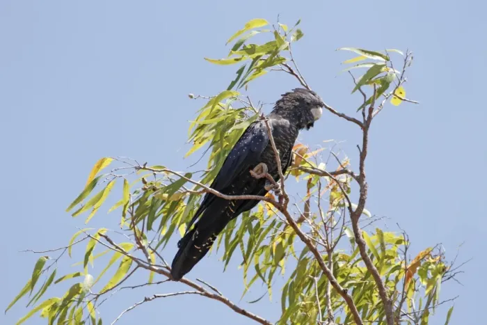 Framed Print : Red-tailed Black-cockatoo (Calyptorhynchus banksii) adult female, perched in eucalyptus tree, Uluru-Kata Tjuta N. P Framed Print : Red-tailed Black-cockatoo (Calyptorhynchus banksii) adult female, perched in eucalyptus tree, Uluru-Kata Tjuta N. P