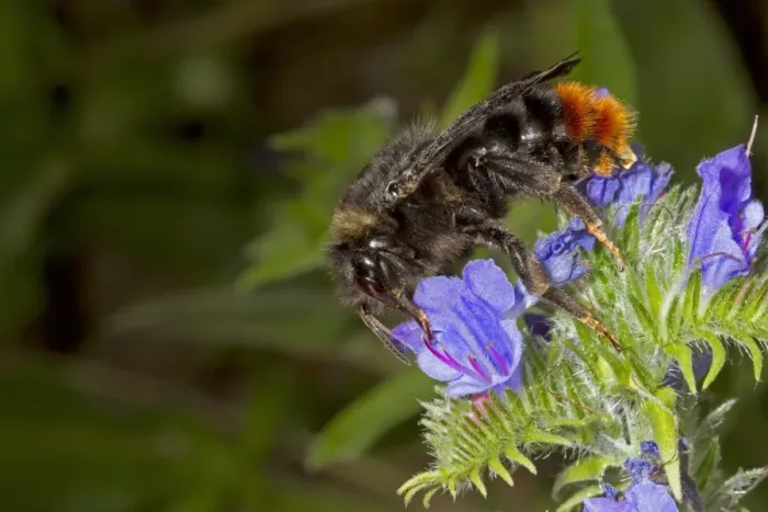 Framed Print : Red-tailed Cuckoo Bumblebee (Bombus rupestris) adult female, feeding on Vipers Bugloss (Echium vulgare) flowers Framed Print : Red-tailed Cuckoo Bumblebee (Bombus rupestris) adult female, feeding on Vipers Bugloss (Echium vulgare) flowers