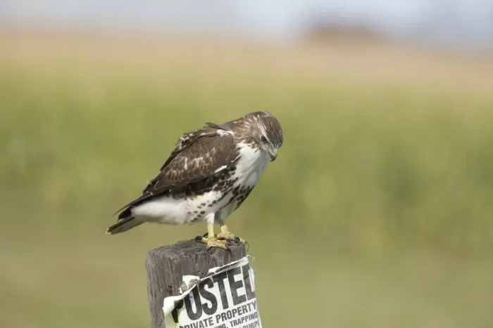 Framed Print : Red-tailed Hawk (Buteo jamaicensis) immature, perched on post with Private Property, No Hunting poster, North Dakota, U. S. A. september Framed Print : Red-tailed Hawk (Buteo jamaicensis) immature, perched on post with Private Property, No Hunting poster, North Dakota, U. S. A. september
