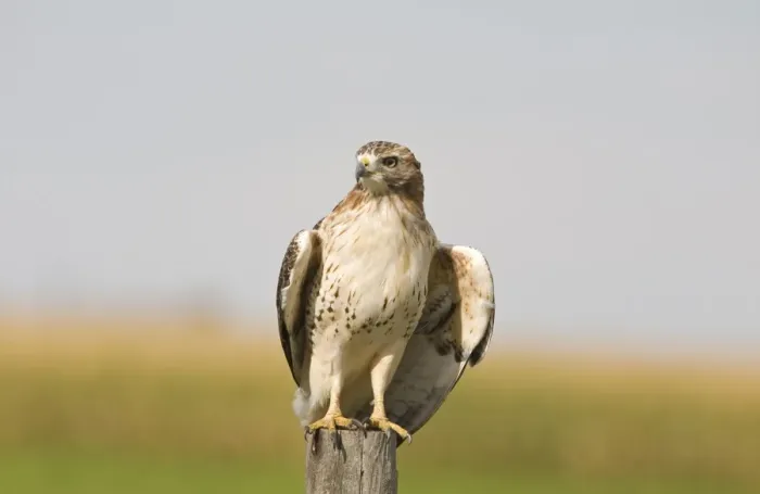 Framed Print : Red-tailed Hawk (Buteo jamaicensis) immature, perched on post, North Dakota, U. S. A. september Framed Print : Red-tailed Hawk (Buteo jamaicensis) immature, perched on post, North Dakota, U. S. A. september