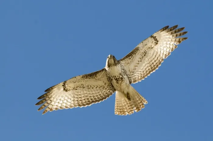 Framed Print : Red-tailed Hawk (Buteo jamaicensis) juvenile, in flight, New Mexico, U. S. A. january