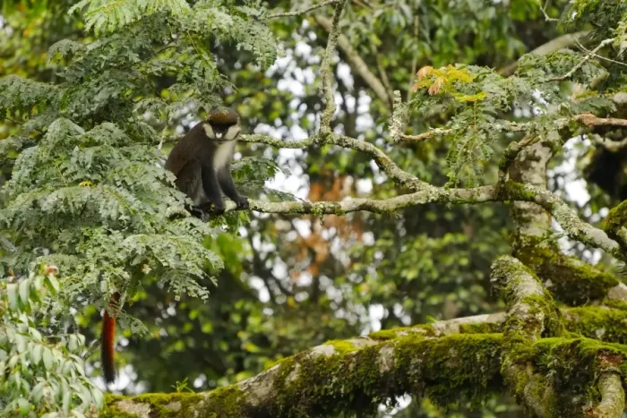 Framed Print : Red-tailed Monkey (Cercopithecus ascanius) adult, sitting on branch in montane rainforest, Nyungwe Forest N. P. Rwanda Framed Print : Red-tailed Monkey (Cercopithecus ascanius) adult, sitting on branch in montane rainforest, Nyungwe Forest N. P. Rwanda