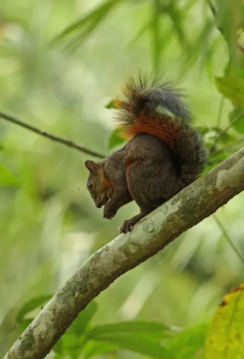 Framed Print : Red-tailed Squirrel (Sciurus granatensis) adult, feeding on nut, sitting on branch, Canopy Tower, Panama, November Framed Print : Red-tailed Squirrel (Sciurus granatensis) adult, feeding on nut, sitting on branch, Canopy Tower, Panama, November