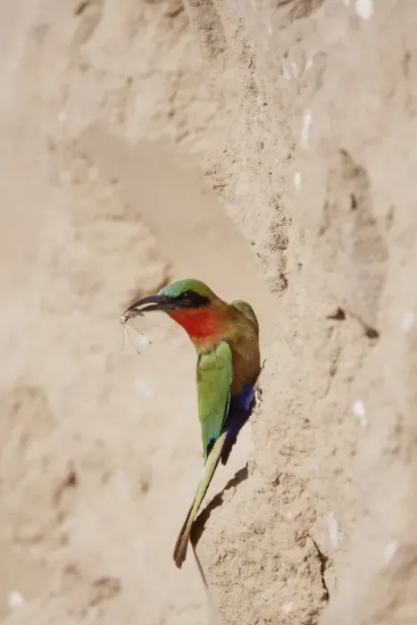 Framed Print : Red-throated Bee-eater (Merops bullocki) adult, with insect prey in beak, bringing food to nesthole, Gambia, February