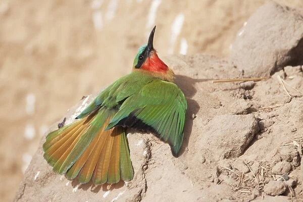 Red-throated Bee-eater (Merops bullocki) adult, sunbathing, Gambia, February