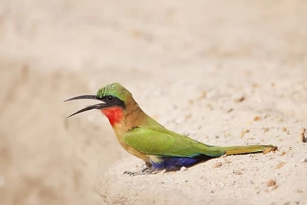 Red-throated Bee-eater (Merops bullocki) adult, with beak open, standing on ground, Gambia, February