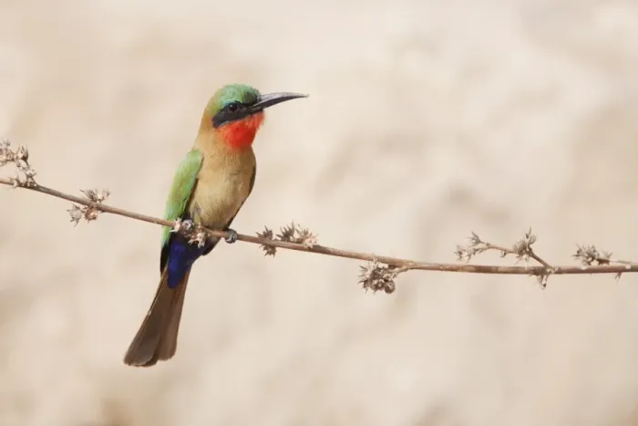 Framed Print : Red-throated Bee-eater (Merops bullocki) adult, perched on stem, Gambia, February Framed Print : Red-throated Bee-eater (Merops bullocki) adult, perched on stem, Gambia, February