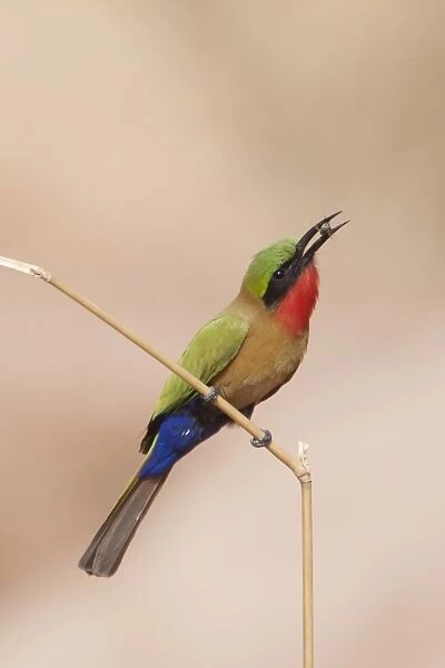 Red-throated Bee-eater (Merops bullocki) adult, with insect prey in beak, perched on stem, Gambia, February
