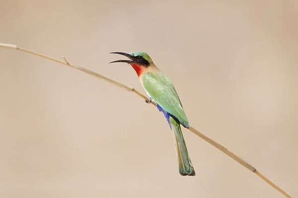 Red-throated Bee-eater (Merops bullocki) adult, with beak open, perched on stem, Gambia, February