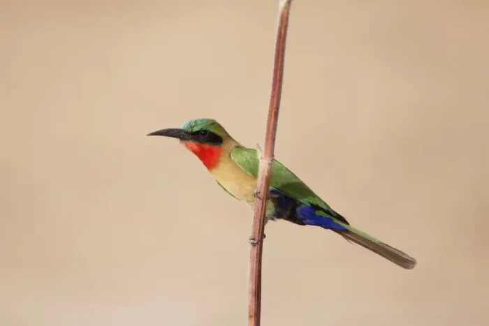 Framed Print : Red-throated Bee-eater (Merops bullocki) adult, perched on stem, Gambia, February