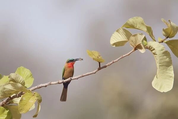 Red-throated Bee-eater (Merops bullocki) adult, with insect prey in beak, perched on twig, Gambia, February
