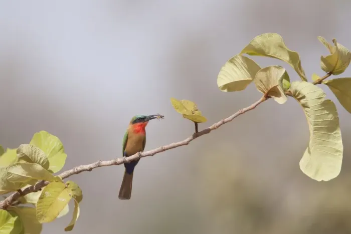 Framed Print : Red-throated Bee-eater (Merops bullocki) adult, with insect prey in beak, perched on twig, Gambia, February Framed Print : Red-throated Bee-eater (Merops bullocki) adult, with insect prey in beak, perched on twig, Gambia, February