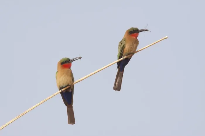 Framed Print : Red-throated Bee-eater (Merops bullocki) two adults, with insect prey in beaks, perched on stem, Gambia, February Framed Print : Red-throated Bee-eater (Merops bullocki) two adults, with insect prey in beaks, perched on stem, Gambia, February