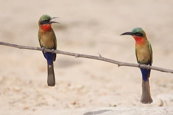 Red-throated Bee-eater (Merops bullocki) two adults, perched on twig, Gambia, February