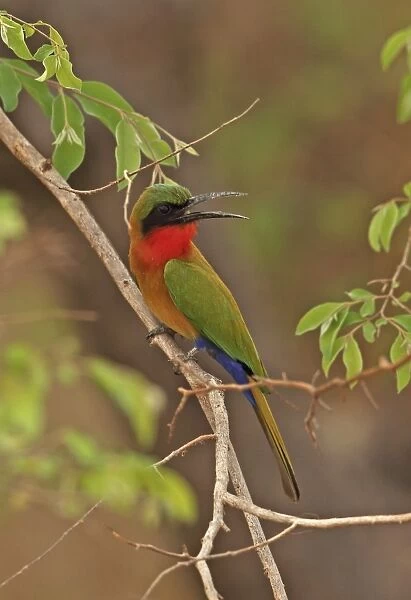 Red-throated Bee-eater (Merops bullocki bullocki) adult, panting, perched on twig, Mole N. P. Ghana, February