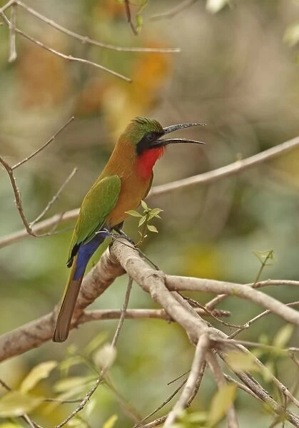 Red-throated Bee-eater (Merops bullocki bullocki) adult, panting, perched on branch, Mole N. P. Ghana, February