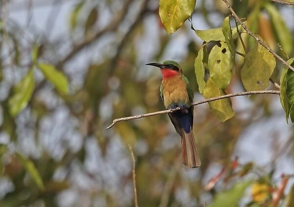 Red-throated Bee-eater (Merops bullocki bullocki) adult, perched on twig, Mole N. P. Ghana, February