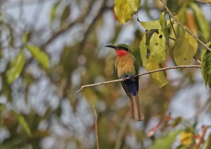 Framed Print : Red-throated Bee-eater (Merops bullocki bullocki) adult, perched on twig, Mole N. P. Ghana, February Framed Print : Red-throated Bee-eater (Merops bullocki bullocki) adult, perched on twig, Mole N. P. Ghana, February