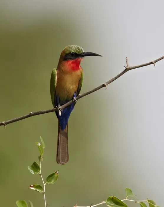 Framed Print : Red-throated Bee-eater (Merops bulocki) adult, perched on twig, Niokolo-Koba, Senegal, february Framed Print : Red-throated Bee-eater (Merops bulocki) adult, perched on twig, Niokolo-Koba, Senegal, february