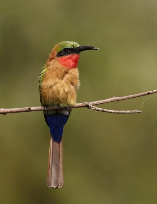 Framed Print : Red-throated Bee-eater (Merops bulocki) adult, perched on twig, Niokolo-Koba, Senegal, january