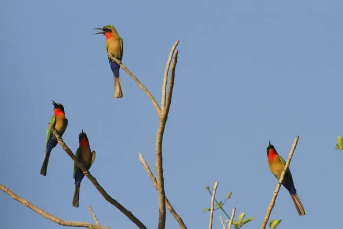 Framed Print : Red-throated Bee-eater (Merops bulocki) four adults, calling, perched on branches, Gambia, january Framed Print : Red-throated Bee-eater (Merops bulocki) four adults, calling, perched on branches, Gambia, january