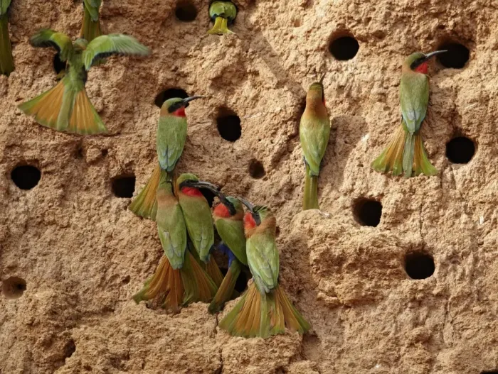 Framed Print : Red-throated Bee-eater (Merops bulocki) adults, flock at nestholes, nesting colony on riverbank, Niokolo-Koba, Senegal, february Framed Print : Red-throated Bee-eater (Merops bulocki) adults, flock at nestholes, nesting colony on riverbank, Niokolo-Koba, Senegal, february