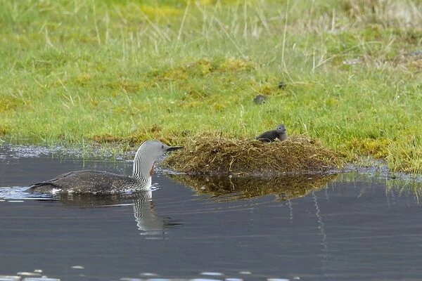 Red-throated Diver (Gavia stellata) adult, breeding plumage, swimming towards chick in nest at edge of water, Iceland