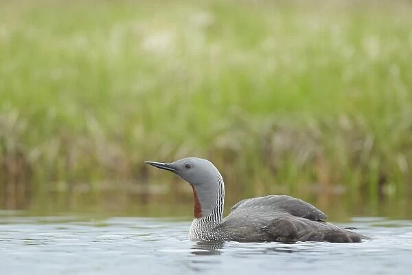 Red-throated Diver (Gavia stellata) adult, breeding plumage, with chick, swimming on small pool, Iceland, June
