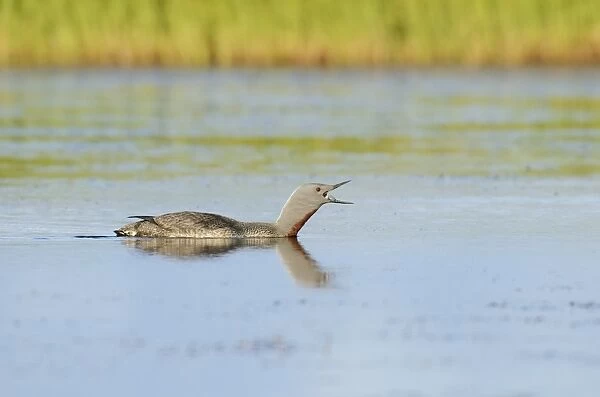 Red-throated Diver (Gavia stellata) adult, breeding plumage, calling, swimming on lake, Iceland, July